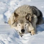 Montebello, QC: Morning VIP Tour at Parc Oméga - The Guided Experience: Depth and Authenticity