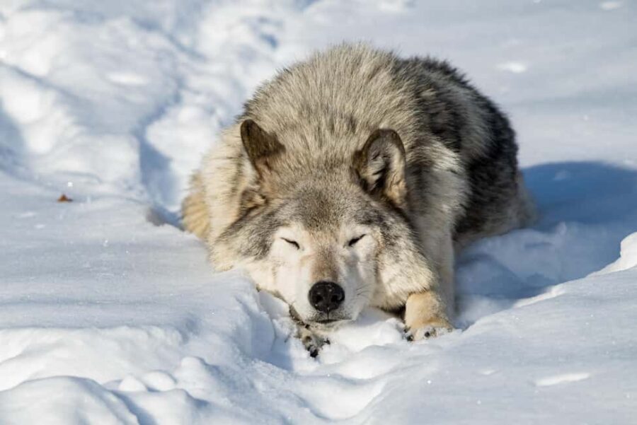 Montebello, QC: Morning VIP Tour at Parc Oméga - The Guided Experience: Depth and Authenticity