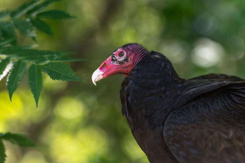 Montreal: Ecomuseum Zoo Entry Ticket - Concluding Thoughts