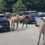 Montreal: Omega Park Canadian Wildlife Safari Adventure - Authenticity and Value