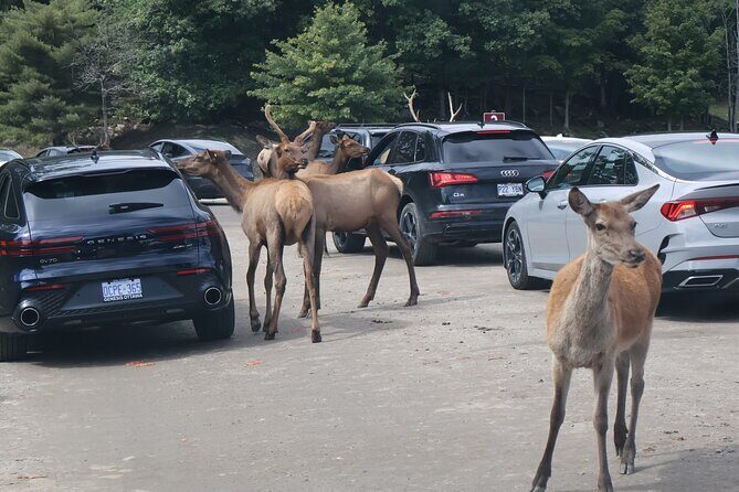 Montreal: Omega Park Canadian Wildlife Safari Adventure - Authenticity and Value