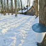 Montreal: Sugar Shack Maple Syrup Day Trip with Lunch - Balancing Value and Authenticity
