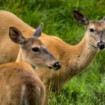 Montreal ZOO, private half day tour - Final Thoughts