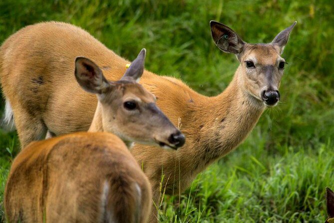 Montreal ZOO, private half day tour - Final Thoughts