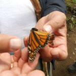 Morelia: Monarch Butterfly Tour - Practical Details and Value