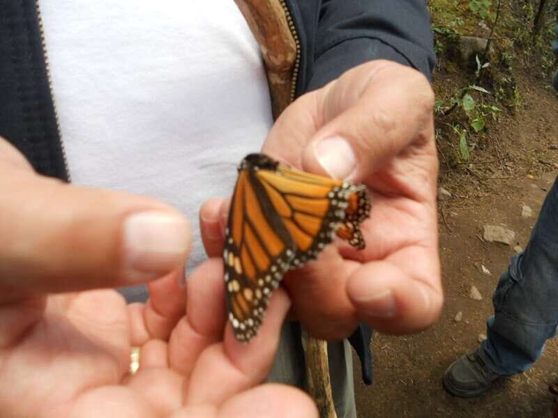 Morelia: Monarch Butterfly Tour - Practical Details and Value