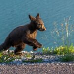 Morning Jasper National Park Wildlife Tour - How the Tour Fits into Your Jasper Visit
