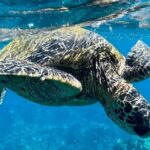 Morning Turtle Town Snorkel at Coral Gardens - The Sum Up: Is This Tour Worth It?
