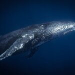 Morning Whale Watching Tour in Maui with Continental Breakfast - Final Thoughts: Who Is This Tour Best For?