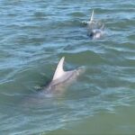 Morris Island Private Excursion - What Travelers Love and Value