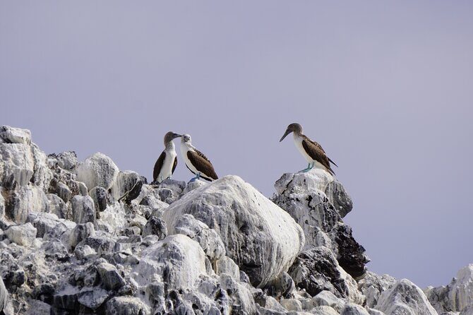 Most Popular Tour in La Paz Isla Espíritu Santo and Sea Lions - Who Will Love This Experience?