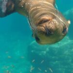 MOST POPULAR TOUR IN LA PAZ! Swim with Sea Lions Private Boat - Final Thoughts: Is This Tour Right for You?