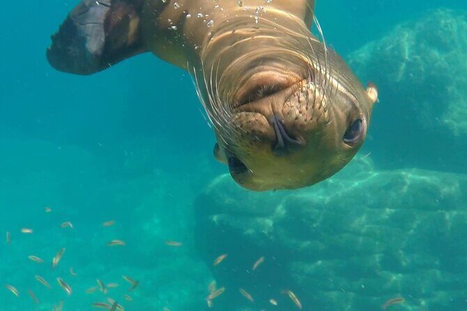 MOST POPULAR TOUR IN LA PAZ! Swim with Sea Lions Private Boat - Final Thoughts: Is This Tour Right for You?