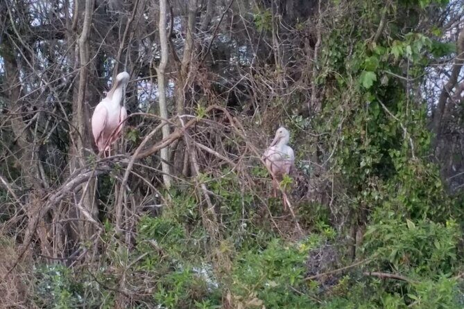 Mt. Dora Canal Boat Tours with Lunch - The Itinerary Breakdown