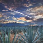 Multi Day Tequila Tour - What’s Included and What to Consider