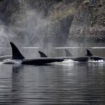 Nanaimo Private Whale Watching - Value and Practical Considerations
