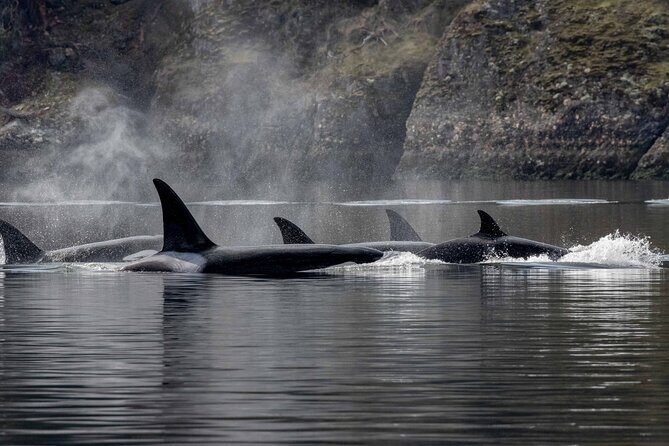 Nanaimo Private Whale Watching - Value and Practical Considerations