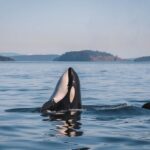 Nanaimo Whale Watching in a Semi-Covered Boat - The Itinerary: How the Day Unfolds