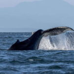 Nanaimo: Whale Watching Semi-Covered Boat Tour - What Travelers Say