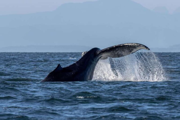 Nanaimo: Whale Watching Semi-Covered Boat Tour - What Travelers Say