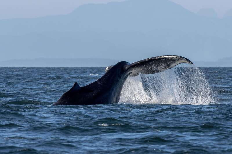 Nanaimo: Whale Watching Semi-Covered Boat Tour - What Travelers Say