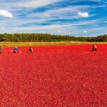 Nantucket Self Guided Walking and Biking Tour Combo - Downtown Nantucket: Landmarks and Local Life