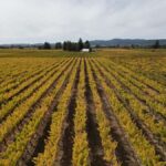 Napa Valley: ATV Vineyard Tour with Wine Tasting - The Wines and the Viewing Experience