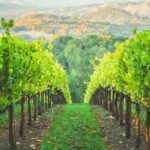 Napa Valley Boutique Wine Tour 6 Hour Private SUV Good for 4 Pax - Authentic Experiences & Real Feedback