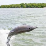 Naples: 10,000 Islands Boat and Wildlife Tour - The Sum Up