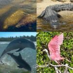 Naples, FL: Manatee, Dolphin, 10,000 Islands Beach Eco Tour - FAQs