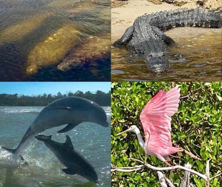 Naples, FL: Manatee, Dolphin, 10,000 Islands Beach Eco Tour - FAQs