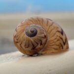 Naples Keewaydin Shelling Dolphin and Beach Tours - Why This Tour Offers Great Value