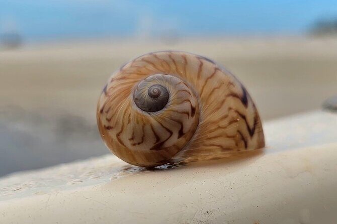 Naples Keewaydin Shelling Dolphin and Beach Tours - Why This Tour Offers Great Value