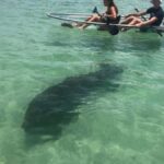 Naples: Wiggins Pass Clear Kayak Eco Tour - What to Expect During Your Eco-Kayak Adventure