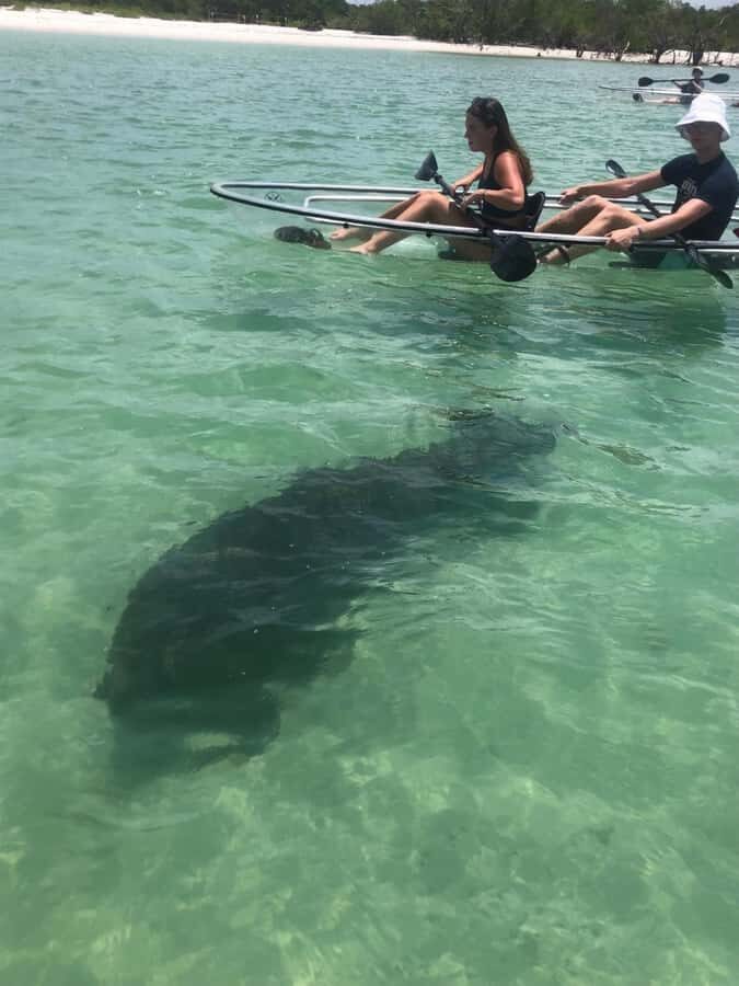 Naples: Wiggins Pass Clear Kayak Eco Tour - What to Expect During Your Eco-Kayak Adventure