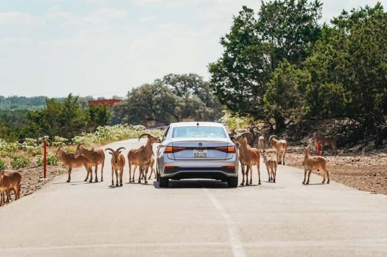 Natural Bridge Wildlife Ranch: Self-Guided Safari Drive-Thru - Authentic Insights from Visitors
