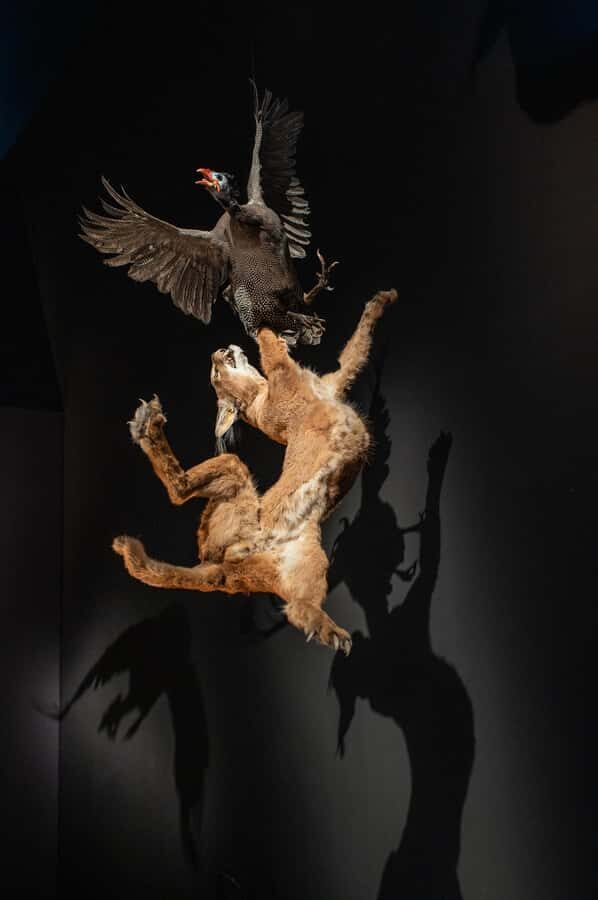 Natural History Museum LA: Entry + Fierce! The Story of Cats - Who Will Love This Experience?