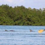 Nauti Exposures - Guided kayak tour through the Mangroves - What We Love About This Tour