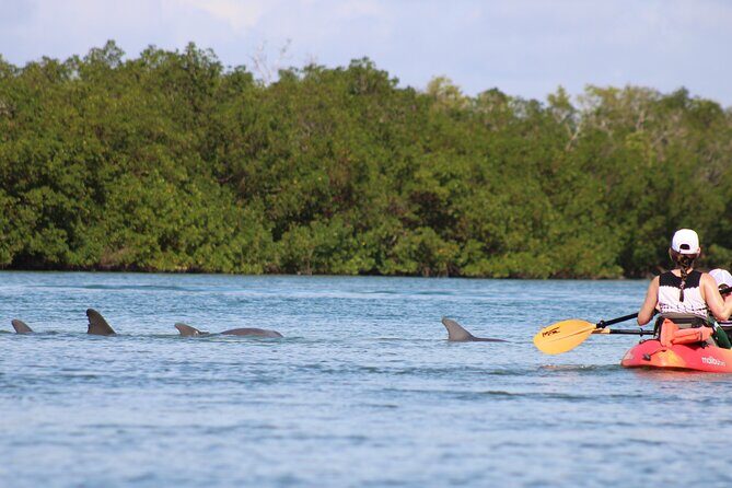 Nauti Exposures - Guided kayak tour through the Mangroves - What We Love About This Tour