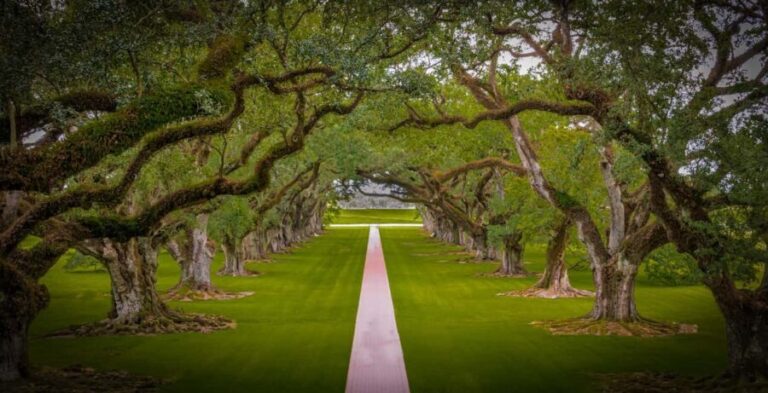 New Orleans: Bayou Swamp Tour and Oak Alley Plantation Tour - Who Will Love This Tour?