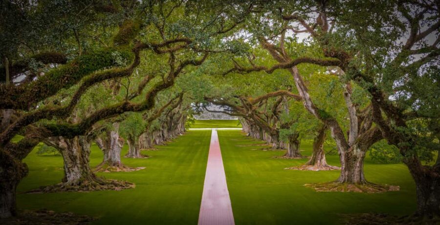 New Orleans: Bayou Swamp Tour and Oak Alley Plantation Tour - Who Will Love This Tour?