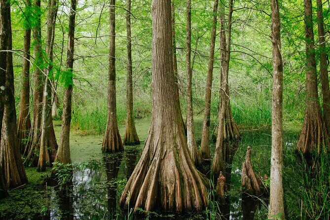 New Orleans Favorites and Creole Culture VIP Tour - Final Summary