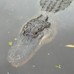 New Orleans Premium Six-Passenger Airboat Adventure - Who Should Consider This Tour?