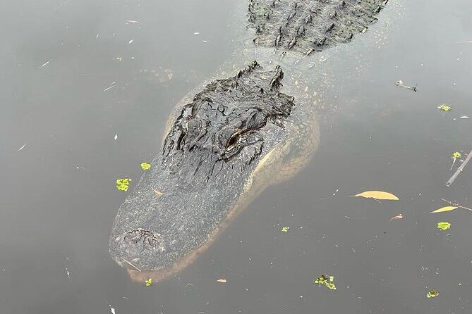New Orleans Premium Six-Passenger Airboat Adventure - Who Should Consider This Tour?