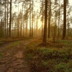 New River Gorge: Paintball Experience with Gear - What to Expect from the Tour