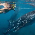 New Whale Shark Encounter Experience in Cancun !! - An Honest Look at the Whale Shark Encounter Tour