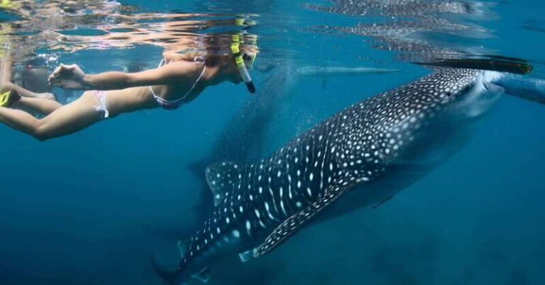 New Whale Shark Encounter Experience in Cancun !! - An Honest Look at the Whale Shark Encounter Tour