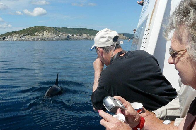 Newfoundland Puffin and Whale Watch Cruise - Comfort, Capacity, and Practical Details