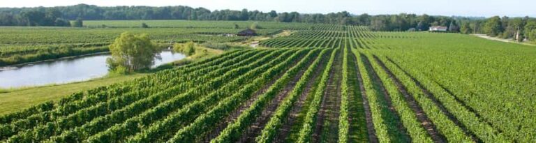 Niagara Falls: Guided Winery Tour with Tastings & Pickup - Analyzing the Value