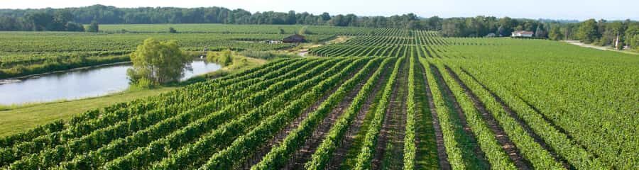 Niagara Falls: Guided Winery Tour with Tastings & Pickup - Analyzing the Value